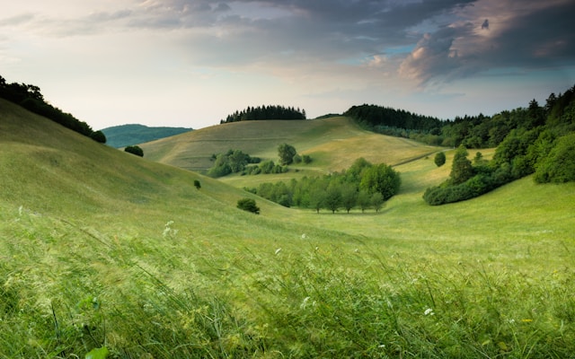 green hills with forest
