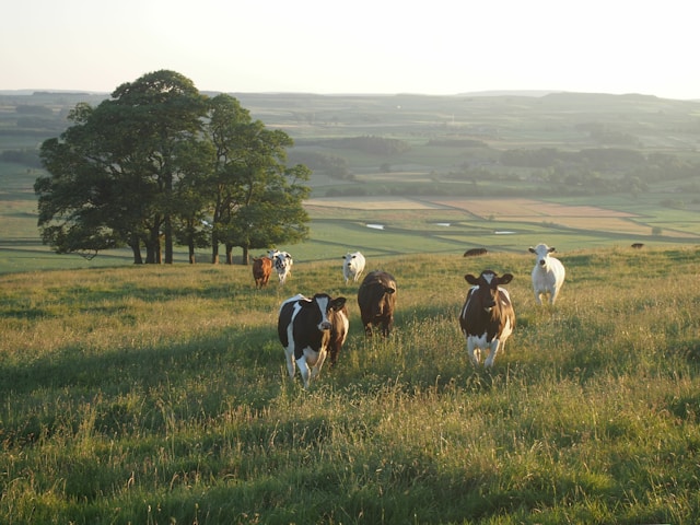 herd of cows in the Yorkshire Dales