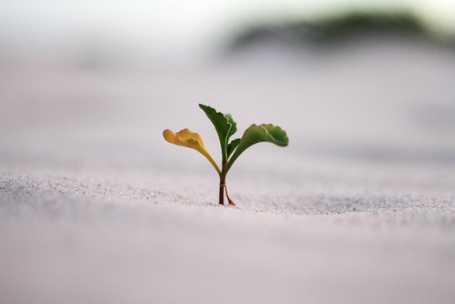 green shoots of growth