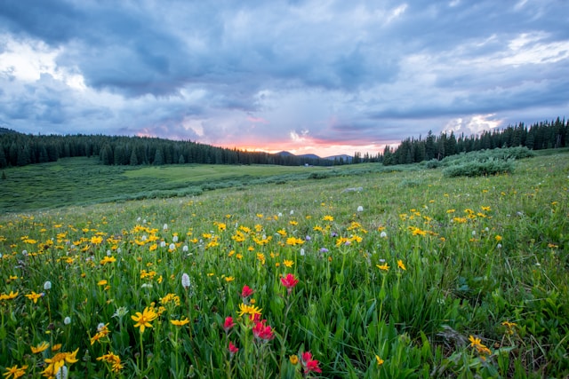 flower meadow