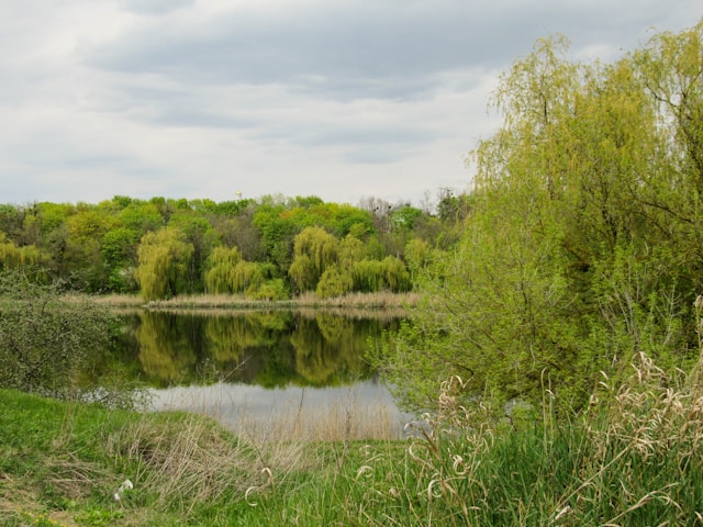 lake surrounded-by-trees