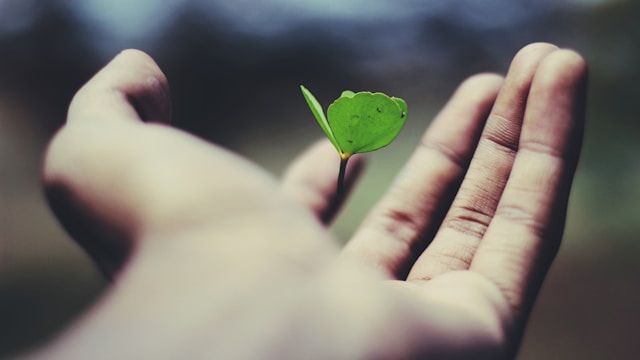 seedling