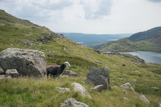 sheep on a hilside overlooking a lake